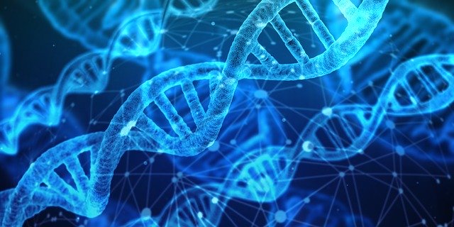 Lidské DNA
